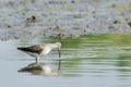 Common Redshank